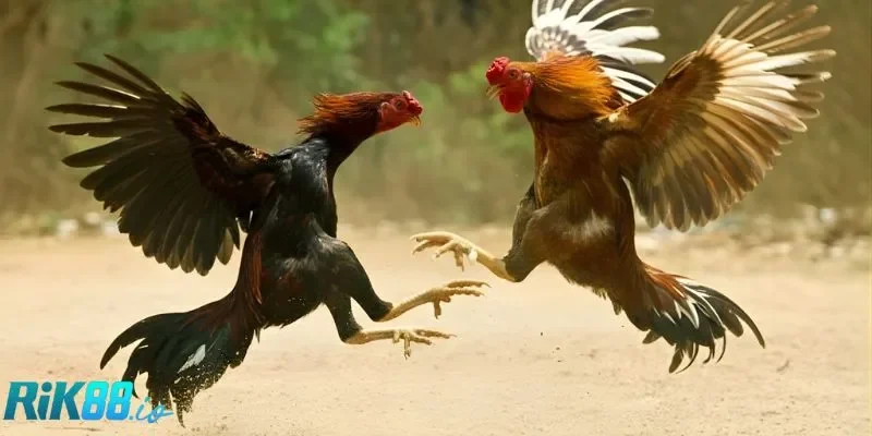 Lựa chọn trận chiến phù hợp với sở thích