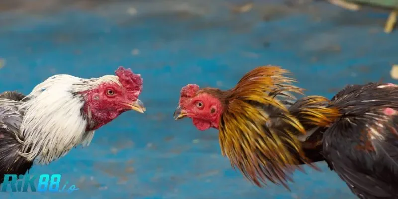 2 chiến thuật giúp anh em thu về nhiều lợi nhuận