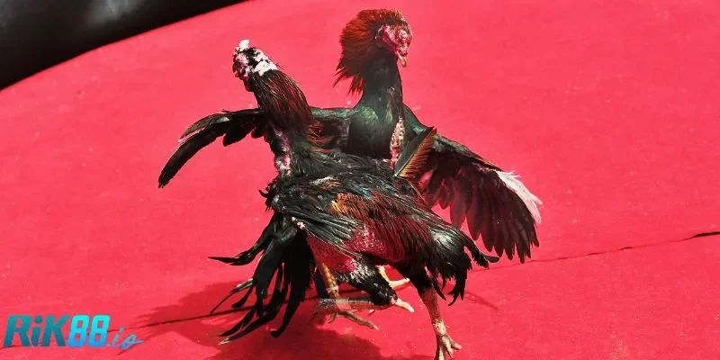 3 điểm cộng khi chơi đá gà nòi tại RIK88