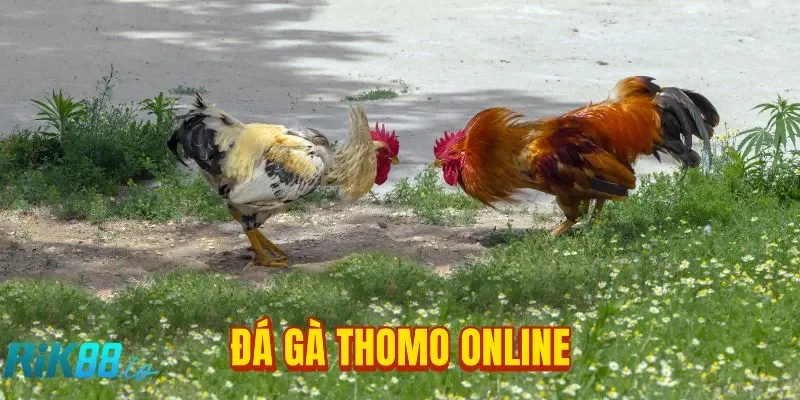 Đá Gà Thomo Online RIK88: Chiến Thuật Bất Bại Cho Tân Binh