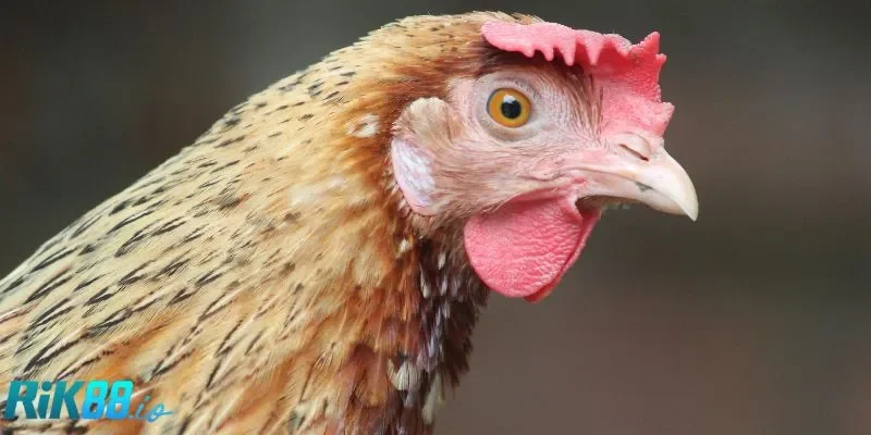 Người mới cần nắm rõ luật trước khi cược