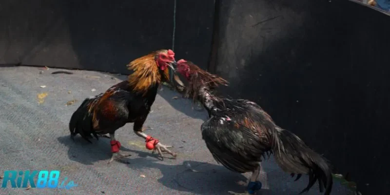 Thông tin chi tiết về đá gà Thomo online RIK88