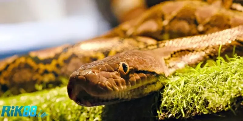 Thông tin về giấc mơ thấy rắn