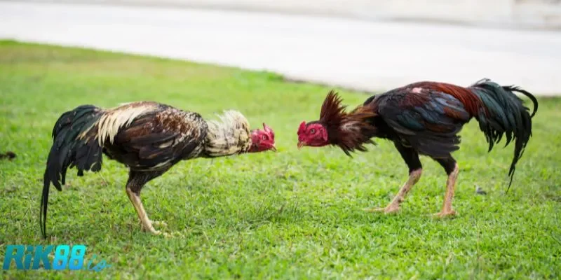 Tìm hiểu về đá gà nòi ở RIK88