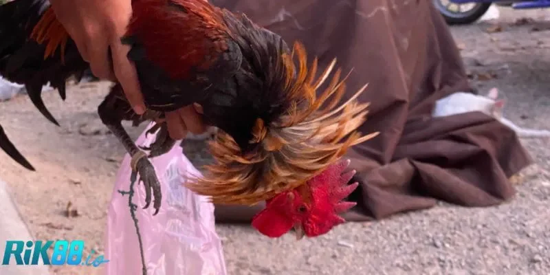 Tips để người mới đọc kèo chuẩn chỉnh