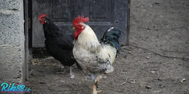 3 đấu trường được đánh giá cao