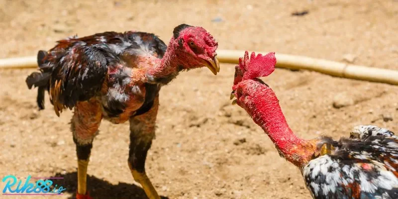 Bí quyết giúp kê thủ thắng lớn