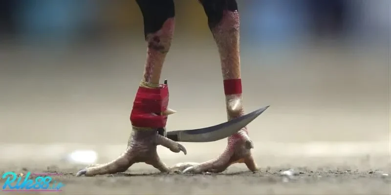 Bộ cánh và đôi chân là đặc điểm cần quan sát kỹ